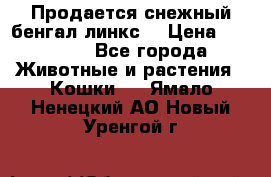 Продается снежный бенгал(линкс) › Цена ­ 25 000 - Все города Животные и растения » Кошки   . Ямало-Ненецкий АО,Новый Уренгой г.